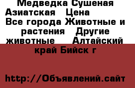 Медведка Сушеная Азиатская › Цена ­ 1 400 - Все города Животные и растения » Другие животные   . Алтайский край,Бийск г.